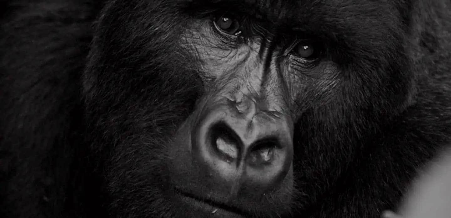 Holen Sie sich Ihr  Gorilla-Pledge-Zertifikat  und teilen Sie es!