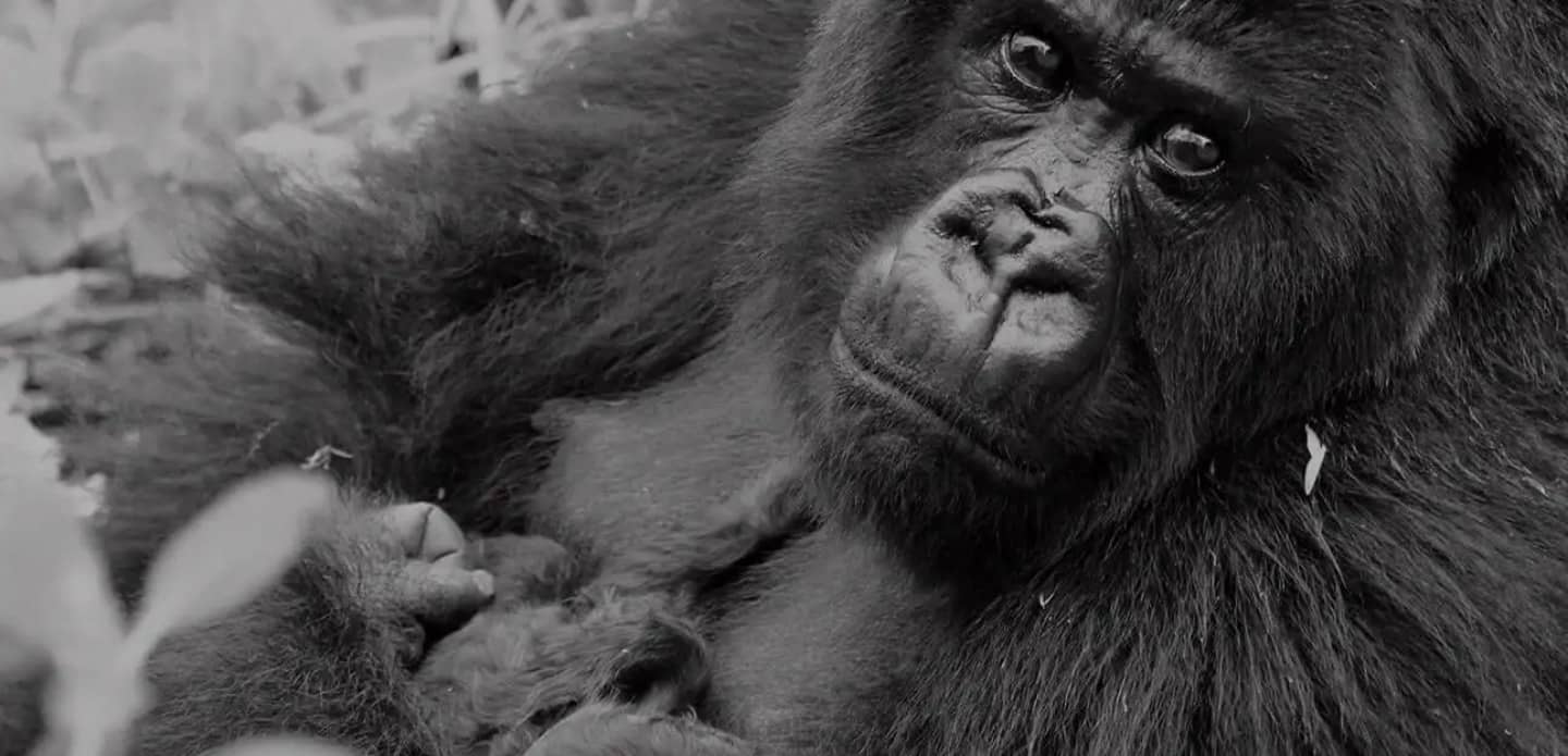 Indem SIE noch einen Schritt weitergehen und das Gorilla Friendly Pledge ABGEBEN, engagieren SIE sich noch zusätzlich für die Gorillas. Foto mit freundlicher Genehmigung von Jon Erickson