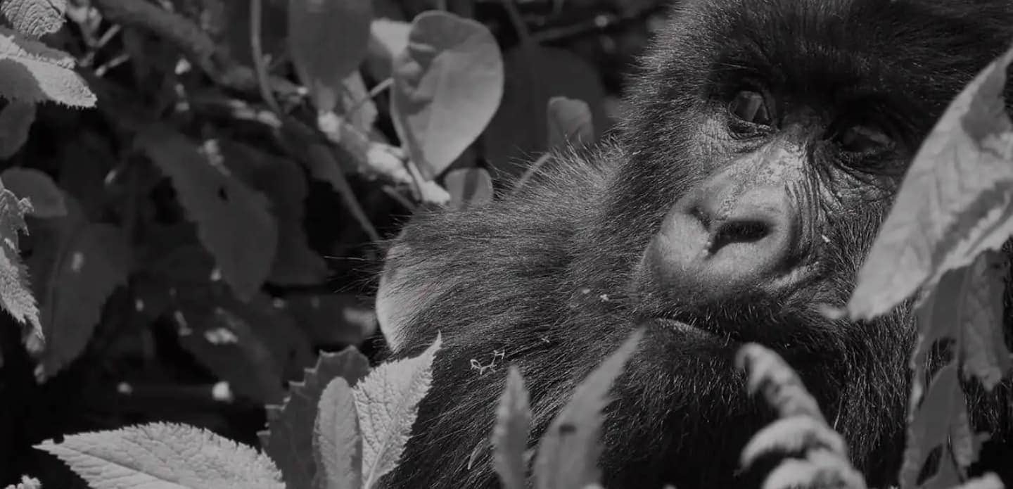 By visiting gorillas in the wild through organized tourism, YOU contribute to their continued survival.