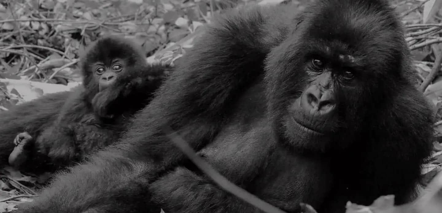 L'Engágement vous guide à travers 10 choses simples à s'engager à faire avant , pendant et après votre visite aux gorilles.