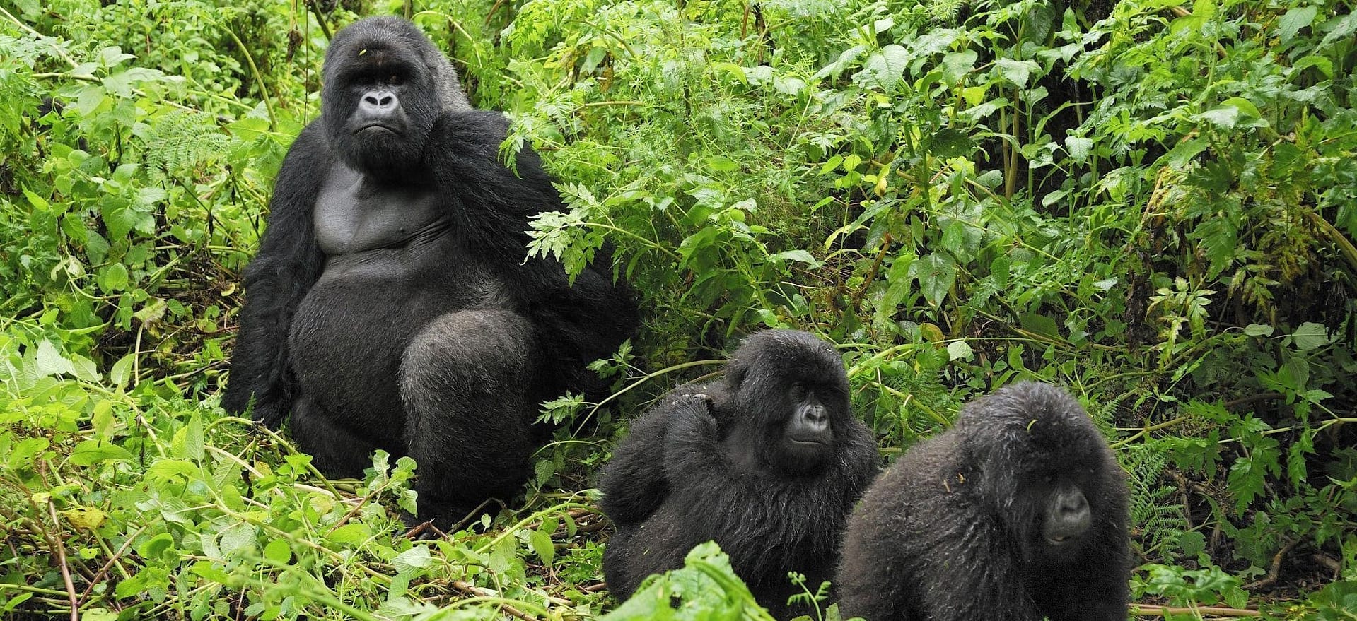 img blog Certified Gorilla Friendly™ Eco-label Extended to Bwindi Park Edge Communities in Uganda r1