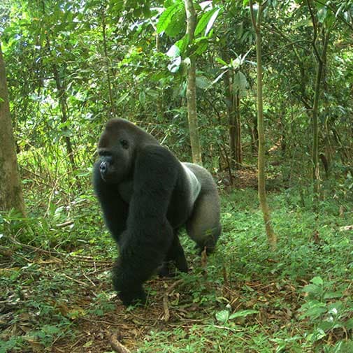 CrossRiverGorilla