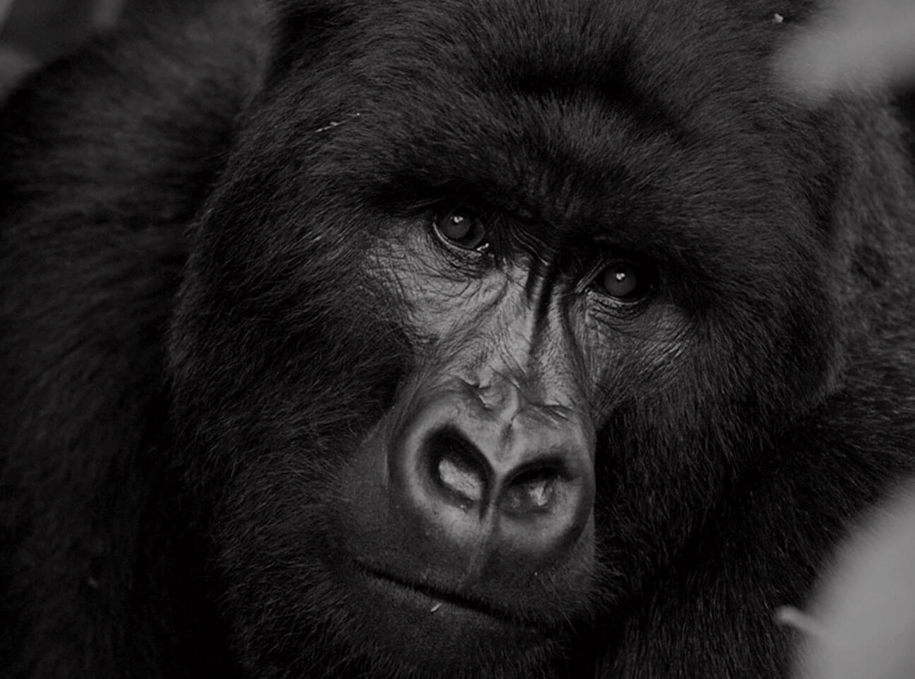 Homepage Gorilla Friendly